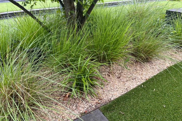 Ontdek de voordelen van Miscanthus Giganteus als Mulch in uw tuin